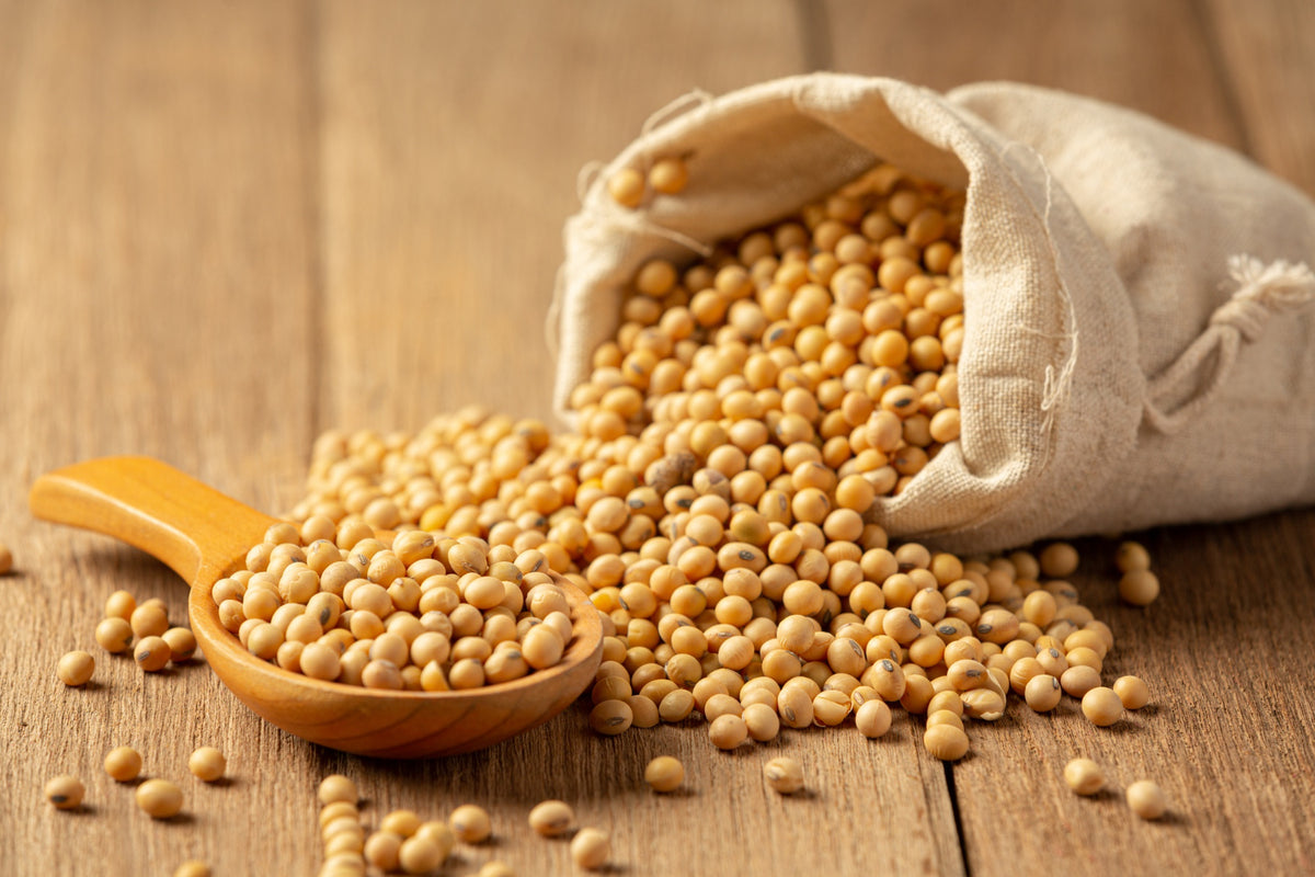 Soy Protein and Thyroid Health What is the Connection? RiteBite Max